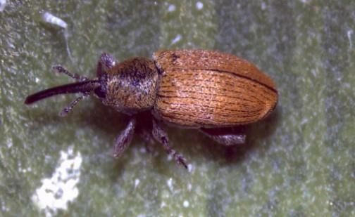 red-and-gray-sunflower-seed-weevil-identification